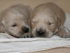 puppies