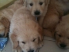pups