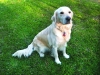 rosie-copy