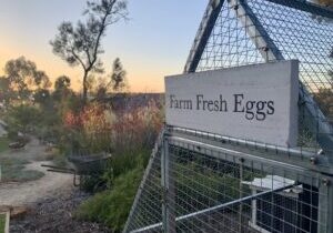 Chook sign